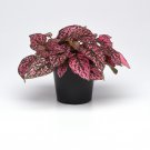 Hypoestes Rose For Hypoestes Online 100 Seeds Fresh Seeds
