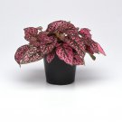 Hypoestes Rose For Hypoestes Online 50 Seeds Fresh Seeds