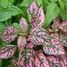 Hypoestes Hypoestes Pink Polka Dot Flower 2000 Seeds Fresh Seeds