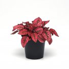 Hypoestes Splash Red Flower 100 Seeds Fresh Seeds