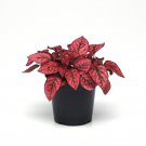 Hypoestes Splash Red Flower 50 Seeds Fresh Seeds