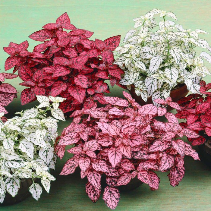 Hypoestes Splash Mix Polka Dot Plant 50 Seeds Fresh Seeds