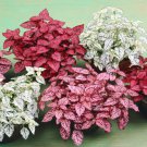 Hypoestes Splash Mix Polka Dot Plant 50 Seeds Fresh Seeds