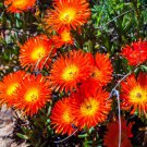 Ice Plant Orange Livingstone Daisy Ground Cover 10000 Seeds Fresh Seeds