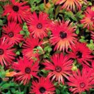 Ice Plant Dorotheanthus Gelato Red Ground Cover 10000 Seeds Fresh Seeds