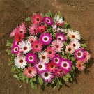 Ice Plant Livingstone Daisy Ice Plant Ground Cover 10000 Seeds Fresh Seeds
