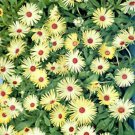 Ice Plant Yellow Livingstone Daisy Ice Plant Ground Cover 10000 Seeds Fresh Seeds