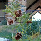 Illinois BundleFlower Desmanthus Illinoensis Bundleflower Flower 1000 Seeds Fresh Seeds