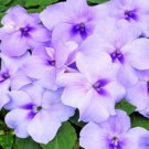 Impatiens Flower Extreme Lavender Impatiens 100 Seeds Fresh Seeds