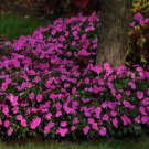 Impatiens Flower Violet Impatiens 200 Seeds Fresh Seeds