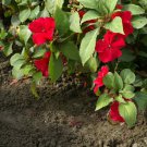 Impatiens Dwarf Scarlet Impatiens Flower 2000 Seeds Fresh Seeds