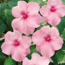 Impatiens Impatiens Walleriana Baby Pink Flower 1000 Seeds Fresh Seeds