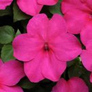Impatiens Advantage Rose 200 Seeds Fresh Seeds