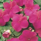 Impatiens Dwarf Impatiens Flower 1000 Seeds Fresh Seeds