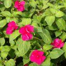 Impatiens Dwarf Impatiens Flower 2000 Seeds Fresh Seeds
