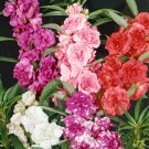 Impatiens Impatiens Balsamina Flower 1000 Seeds Fresh Seeds