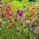 Impatiens Impatiens Balsamina Flower 500 Seeds Fresh Seeds
