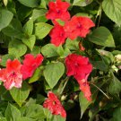 Impatiens Impatiens Dwarf Orange Flower 1000 Seeds Fresh Seeds