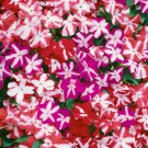 Impatiens Walleriana Accent Star Mix Impatiens 100 Seeds Fresh Seeds