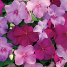 Impatiens Walleriana Xtreme Sapphire Garden Flower Plant Mix 200 Seeds Fresh Seeds