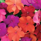 Impatiens Walleriana Xtreme Tango Mix From Flower 200 Seeds Fresh Seeds