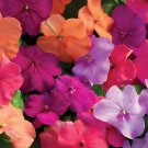 Impatiens Walleriana Xtreme Utopia Flower Mix 200 Seeds Fresh Seeds