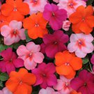 Impatiens Walleriani Dazzler Passionfruit Garden Flower Mix 150 Seeds Fresh Seeds