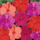 Impatiens Walleriani Dazzler Voodoo Flower Mix 150 Seeds Fresh Seeds