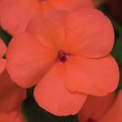 Impatiens Walleriani Xtreme Salmon 8 10 Inch Plants 150 Seeds Fresh Seeds