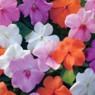 Impatiens Xtreme Pastel Mix Of Garden Flower 150 Seeds Fresh Seeds