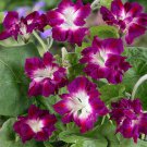 Ipomoea Nil Sunrise Serenade Morning Glory Vine 100 Seeds Fresh Seeds
