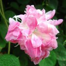 Ipomoea Split Second Double Morning Glory Climbing Vine Flower 50 Seeds Fresh Seeds