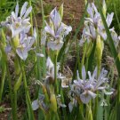 Iris Missiouriensis Wild Blue Flag Iris Flower 2000 Seeds Fresh Seeds