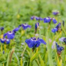 Iris Setosa Flower Grow Iris From 25 Seeds Fresh Seeds