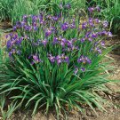 Iris Setosa Flower Grow Iris From 50 Seeds Fresh Seeds