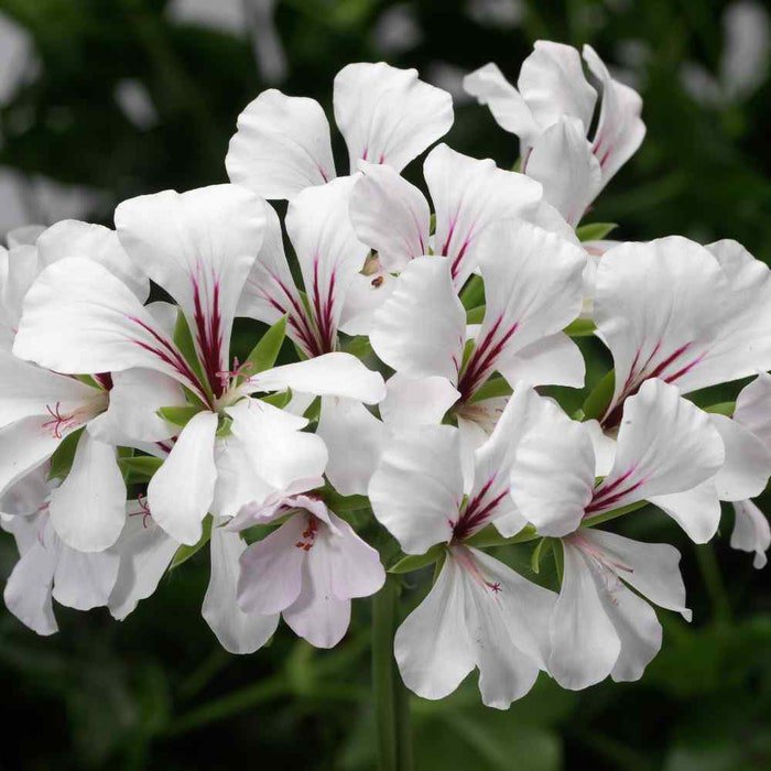 Ivy Leaf Geranium Container Plant Flower 10 Seeds Fresh Seeds