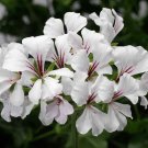 Ivy Leaf Geranium Container Plant Flower 10 Seeds Fresh Seeds