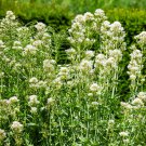 Jupiters Beard Centranthus Ruber Albus White Valerian Flower 2000 Seeds Fresh Seeds