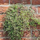 Kenilworth Ivy Cymbalaria Kenilworth Flowering Ivy Ground Cover 8000 Seeds Fresh Seeds