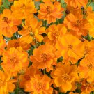 Klondike Cosmos Cosmos Sulphureus Orange Flower 2000 Seeds Fresh Seeds