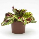 Kong Mosaic Coleus Kong Flower 20 Seeds Fresh Seeds