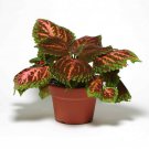 Kong Salmon Pink Coleus Flower Plants For Shade 20 Seeds Fresh Seeds