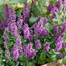 Korean Mint Agastache Rugosa Herb 1000 Seeds Fresh Seeds