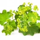 Ladys Mantle Alchemilla Mollis Ladys Mantle Flower 2000 Seeds Fresh Seeds
