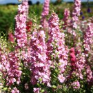 Larkspur Larkspur Pink Queen Flower 2000 Seeds Fresh Seeds