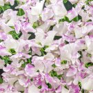 Lathyrus Odoratus Bicolor Lilac Ripple Annual Sweet Peas 200 Seeds Fresh Seeds
