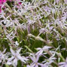 Laurentia Isotoma Axillaris Flower 25 Seeds Fresh Seeds