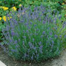 Lavender Munstead For Xeriscape Herb Gardening 2000 Seeds Fresh Seeds
