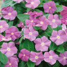 Lavender Periwinkle Flower Ground Cover Plant 200 Seeds Fresh Seeds