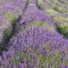Lavender Lavandula Angustifolia English Lavender Herb 10000 Seeds Fresh Seeds